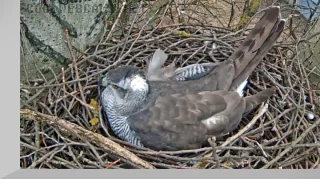 Webcam in goshawk nests