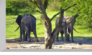 Tembe Elephant Park Webcam, South Africa