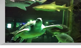 Ailand Oceanarium Underwater webcam: sharks and turtles