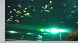 Underwater webcam of Ailand Oceanarium: tunnel