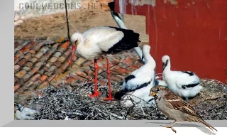 PTZ webcam at the nests of the White Storks Colony, Alfaro, Spain