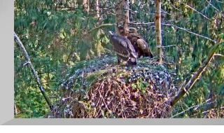 Webcam at the greater spotted eagle's nest