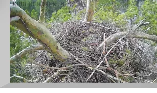 Webcam at the nest of eastern imperial eagles, Ulyanovsk region