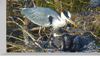 Webcam at the gray heron nest, Estonia