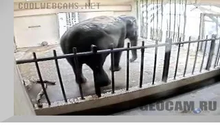 Asian Elephant webcam