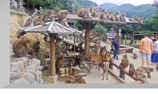 Webcam at the Monkey Center on Awaji Island, Japan