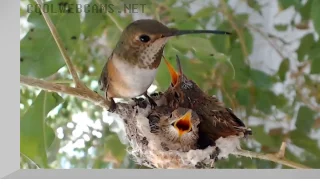 Bella Hummingbird's Live Webcam, La-Verne