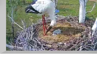 Webcam at the nest of a Far Eastern stork on a birch, Berezovsky reserve