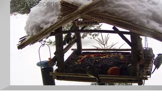Webcam at the bird feeder in Bialowieza Forest