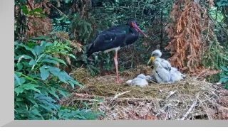 Webcam at the nest of black storks in the center «Makov»