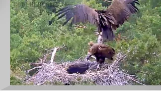 Webcam at the nest of the Black vulture