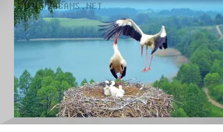 Webcam at the stork nest in Suwalki landscape park, Poland