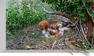 Webcam at the booted eagle's nest, Dels Ports Park