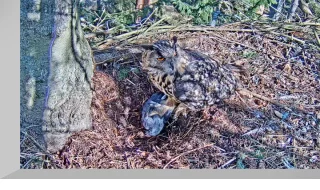 Webcam at the nest of the owl of Bubo, Latvia