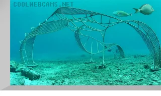 Cozumel electric reef webcam