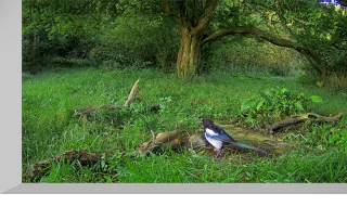 Webcam in the forest in Denmark