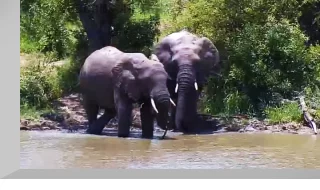 Djuma Game Reserve Webcam