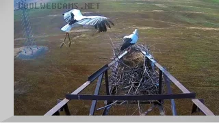 Webcam at the nest of the Far Eastern storks