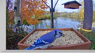 Birds feeder webcam