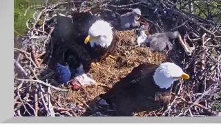 Webcam over a bald eagle's nest in Florida