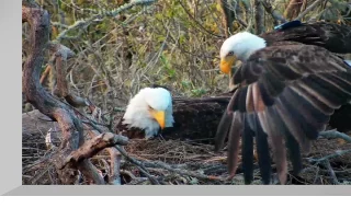 Webcam at the Bald Eagle's Nest, Fraser Point, Santa Cruz Island