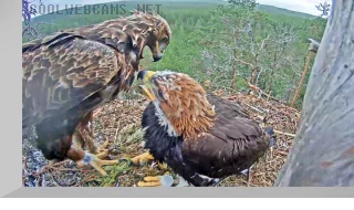 Webcam at the Golden agle nest, Finland