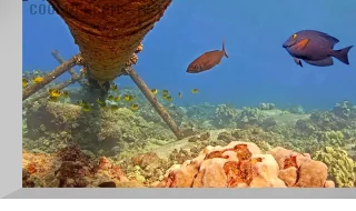 PTZ underwater webcam off the island of Hawaii