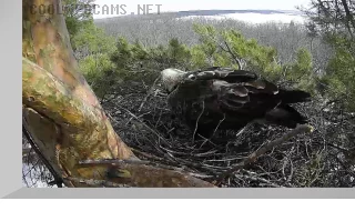 Webcam at the nest of eastern imperial eagles, Sviyaga basin
