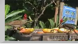 Itamambuca Eco Resort webcam