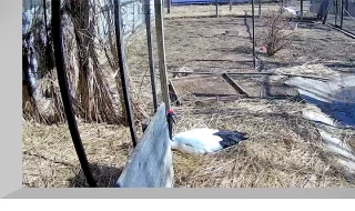 Webcam in the enclosure with Japanese cranes, Muravyovka