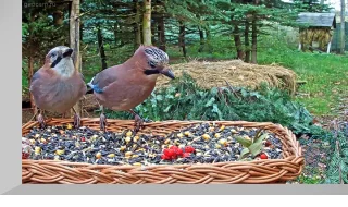 Webcam at the bird feeder in Makov Center