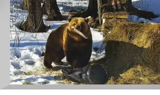 PTZ webcam of Mansur bear