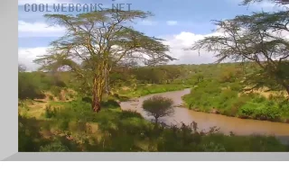 African River Wildlife Webcam (Live) — Cool Webcams