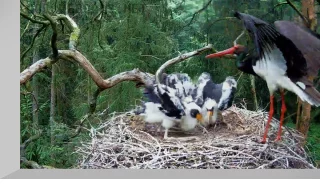 Webcam at the nest of black storks, Notecka Forest, Poland