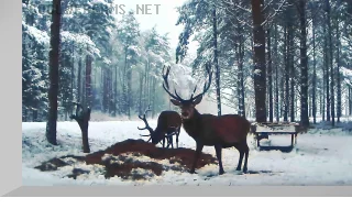 Red Deer Webcam