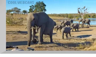 Webcam at a watering hole in Olifants West Nature Reserve, South Africa