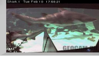 Shark Webcam