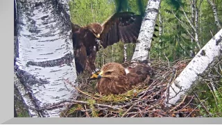 Webcam at the spotted eagle's nest, Estonia