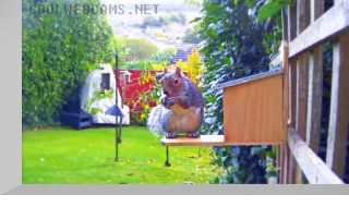 Squirrel Feeder Webcam in a Garden in Sheffield, England