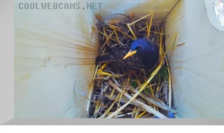 Webcam in the birdhouse, Recke