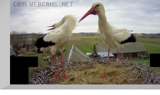 Webcam at the storks nest in Sokolka