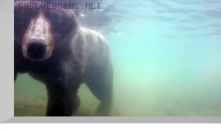 Underwater webcam on the Brooks River