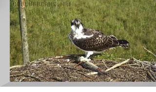 Osprey Nest Webcam in Wales, UK